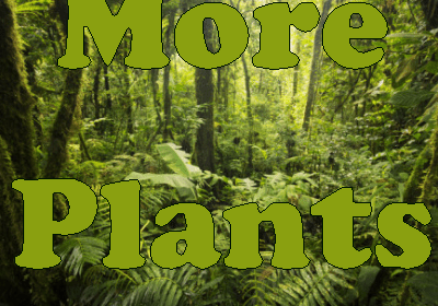 More Plants - реалистичные виды растений в мире (1.15.2, 1.14.4, 1.12.2)